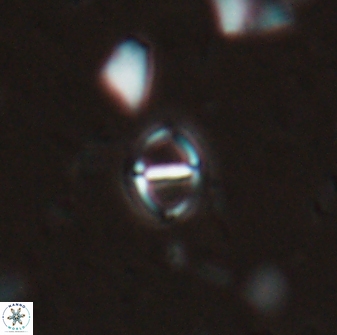 Solidopons petrae 26748