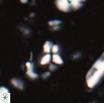 Sphenolithus apoxis 28102