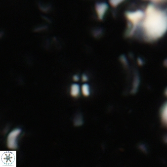 Sphenolithus compactus 87