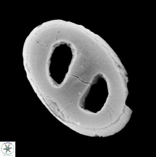 T pulcheroides 1