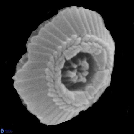 T rotundus 3