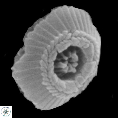 T rotundus 3