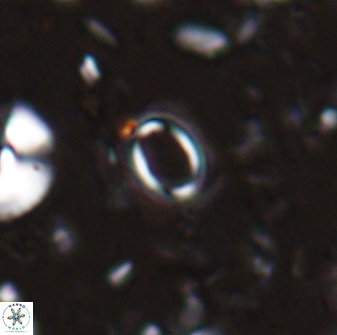Tenebrislaminam detectus 27914