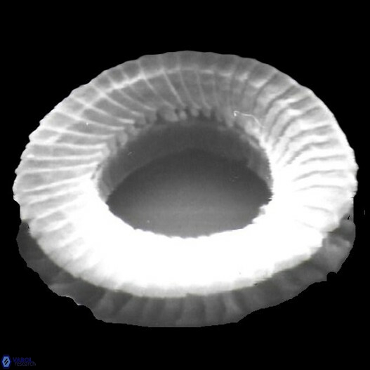 Tenembrilaminam sp 1 default