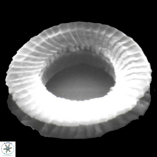 Tenembrilaminam sp 1 default