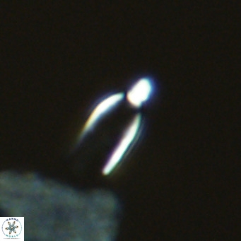 Tintinabuliformis unicorn VR 09477