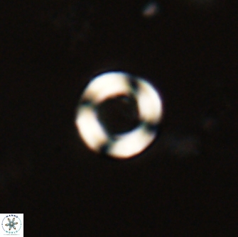 Tonromeinia bilenii 71153