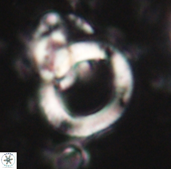 Tonromeinia deflandrei 60232