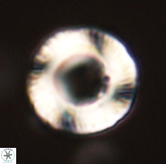 Tonromeinia fatmae 58558