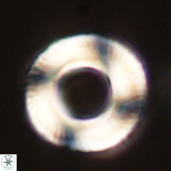Tonromeinia deniseae 57058
