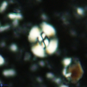 Watznaueria paenepelagicus 2112