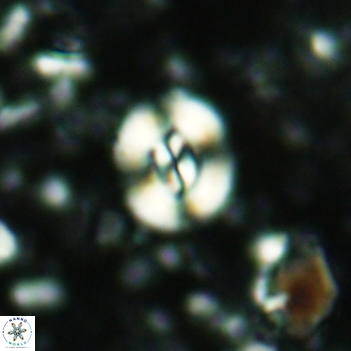 Watznaueria paenepelagicus 2112