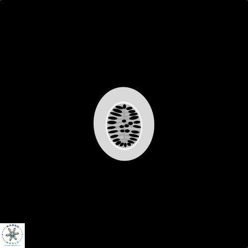 Foveolatum
