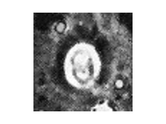 Toweius petrinis VR 025386