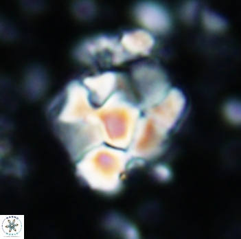 Braarudosphaera bigelowi 1033