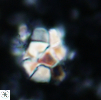Braarudosphaera bigelowi 1034