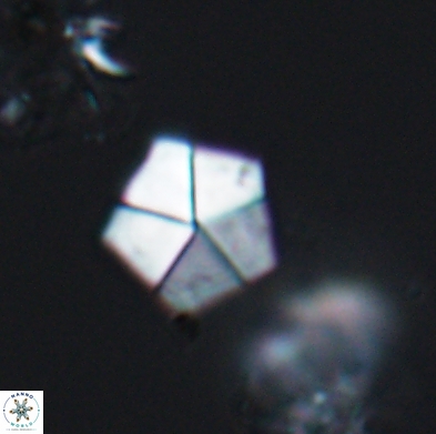 Braarudosphaera bigelowii 12545
