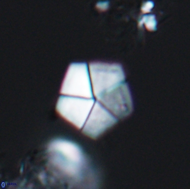 Braarudosphaera bigelowii 12546