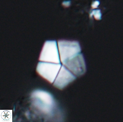 Braarudosphaera bigelowii 12546