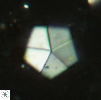 Braarudosphaera bigelowii 2348