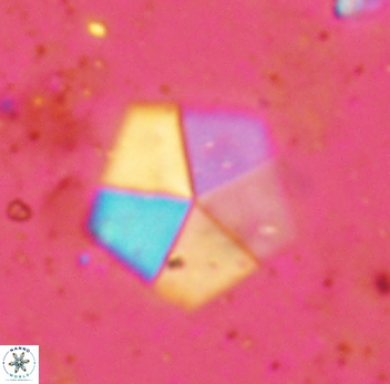 Braarudosphaera bigelowii 2349