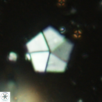 Braarudosphaera bigelowii 2395