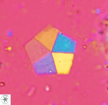 Braarudosphaera bigelowii 4683