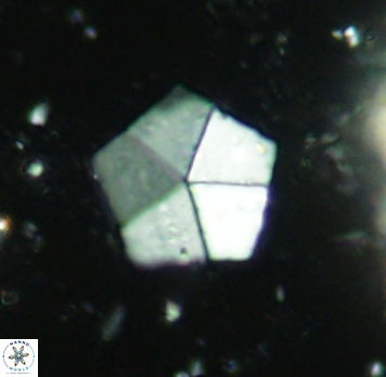 Braarudosphaera bigelowii 4684