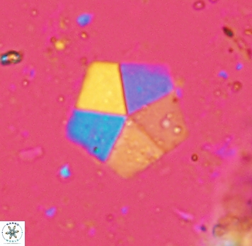 Braarudosphaera bigelowii 4685