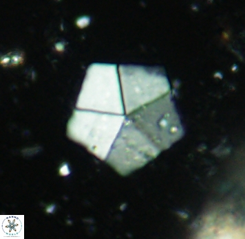 Braarudosphaera bigelowii 4686