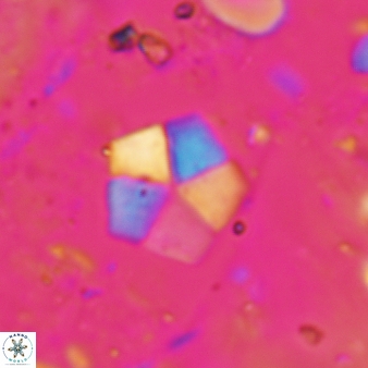 Braarudosphaera bigelowii 831