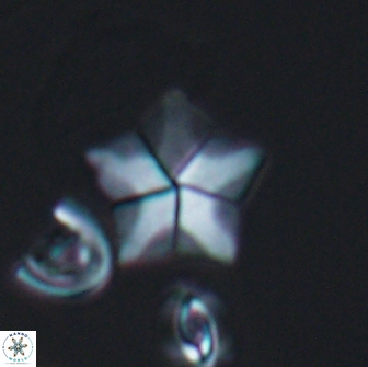 Braarudosphaera quinquecostata 12995