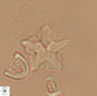 Braarudosphaera quinquecostata 12997