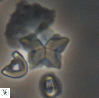 Braarudosphaera quinquecostata 12998