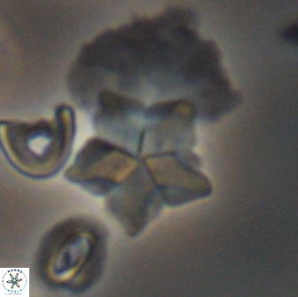 Braarudosphaera quinquecostata 12999