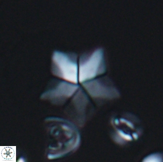Braarudosphaera quinquecostata 13000