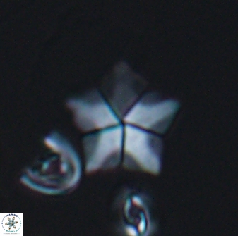 Braarudosphaera quinquecostata 13003