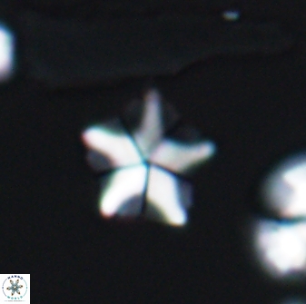 Braarudosphaera quinquecostata 13006