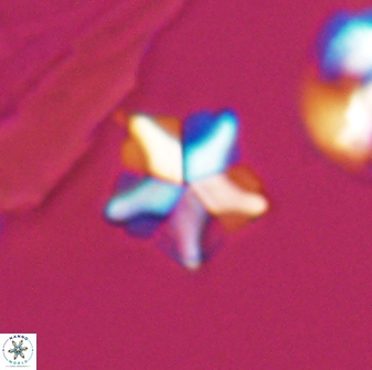 Braarudosphaera quinquecostata 13009