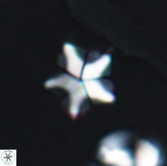 Braarudosphaera quinquecostata 13010