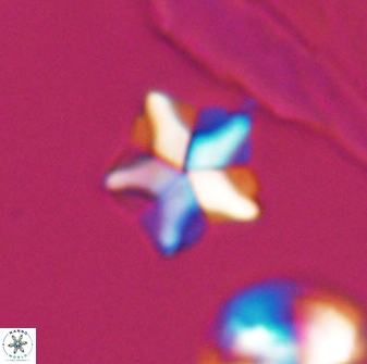 Braarudosphaera quinquecostata 13011