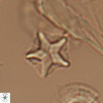 Braarudosphaera quinquecostata 13012
