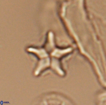 Braarudosphaera quinquecostata 13013