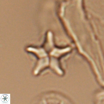 Braarudosphaera quinquecostata 13013