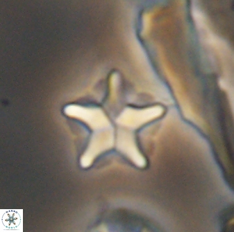 Braarudosphaera quinquecostata 13015
