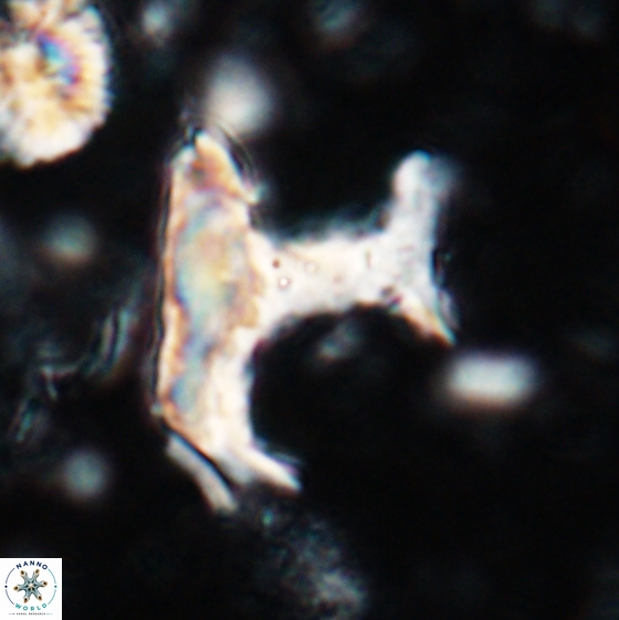 Ceratolithina bicornuta 17583