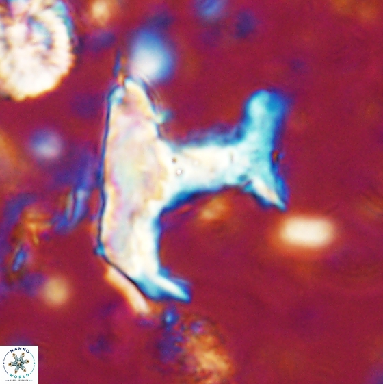 Ceratolithina bicornuta 17584