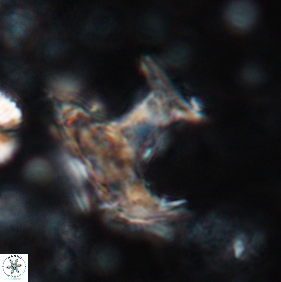 Ceratolithina bicornuta 17585