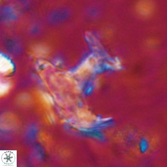 Ceratolithina bicornuta 17586