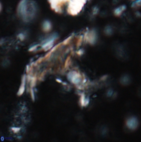 Ceratolithina bicornuta 17587